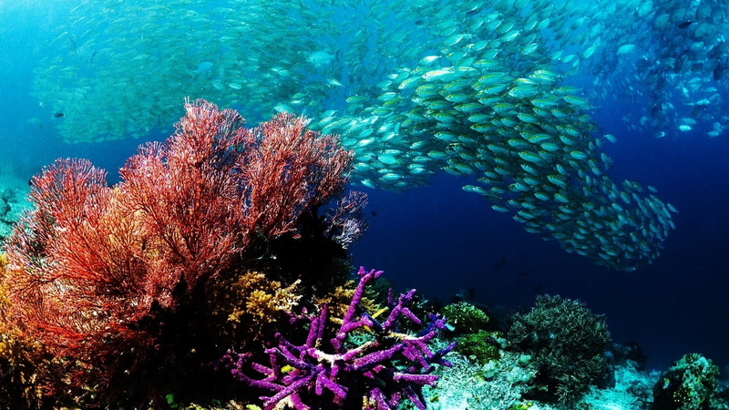 purity, animals in the wild, underwater, no people, nature, water, reef, swimming, animal themes, 1080P, undersea, school of fish, large group of animals