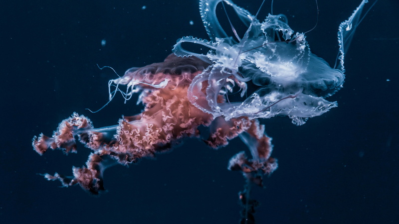 close-up, luminosity, animal wildlife, animal themes, water, 4K, black background, sea, sea life, beauty in nature, nature, one animal, invertebrate, marine biology