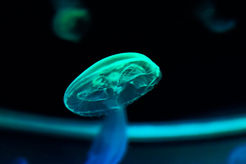 fish, one animal, marine, neon, blue, animal, animals in captivity, close-up, photography, nature, glow, aquarium, animals in the wild, mushroom, poisonous