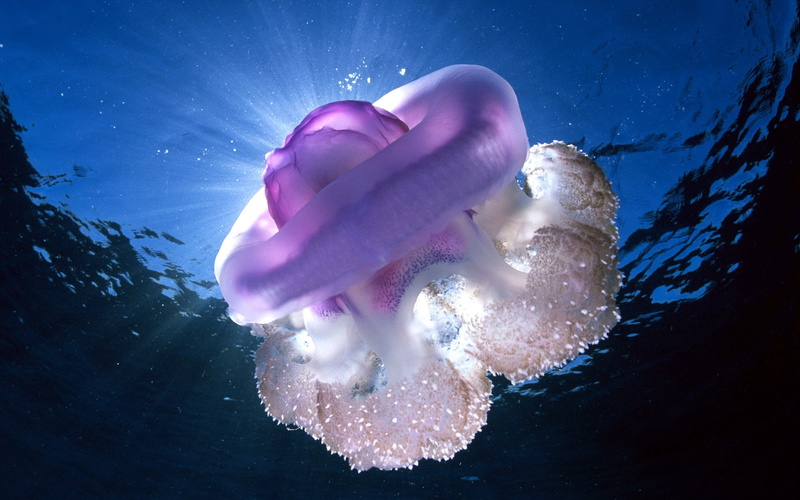 biology, one animal, swimming, water, animal, outdoors, close-up, motion, 1080P, no people, tasmania, giant jellyfish, animal wildlife, animals in the wild