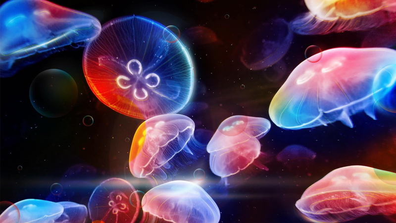 1080P, transparent, water, group of animals, underwater, animal, floating on water, purple, no people, undersea, tank, organism, glowing, nature, marine
