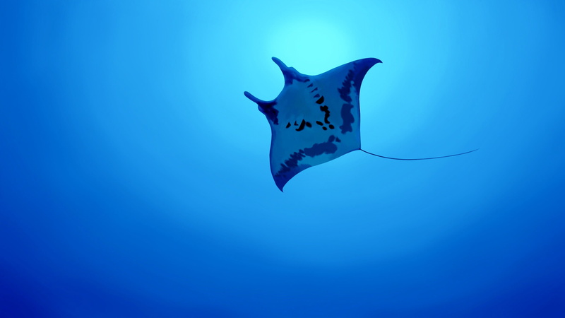 blue, water, low angle view, fish, undersea, sea life, marine, one animal, copy space, 4K, vertebrate, blue background, animal themes, no people, animal