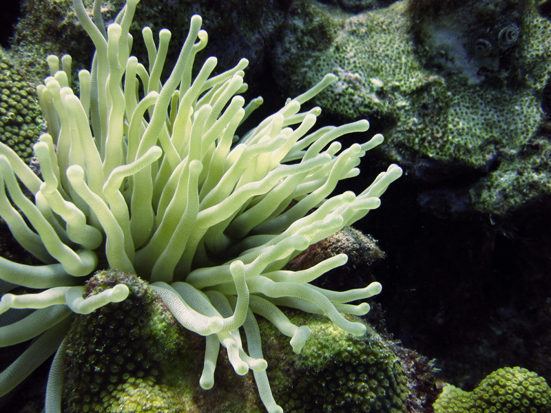 tropical, coral, sea, exotic, water, scuba, wildlife, biology, close-up, environment, white, diving, habitat, ecosystem, life, 2K, dive, no people, aquatic
