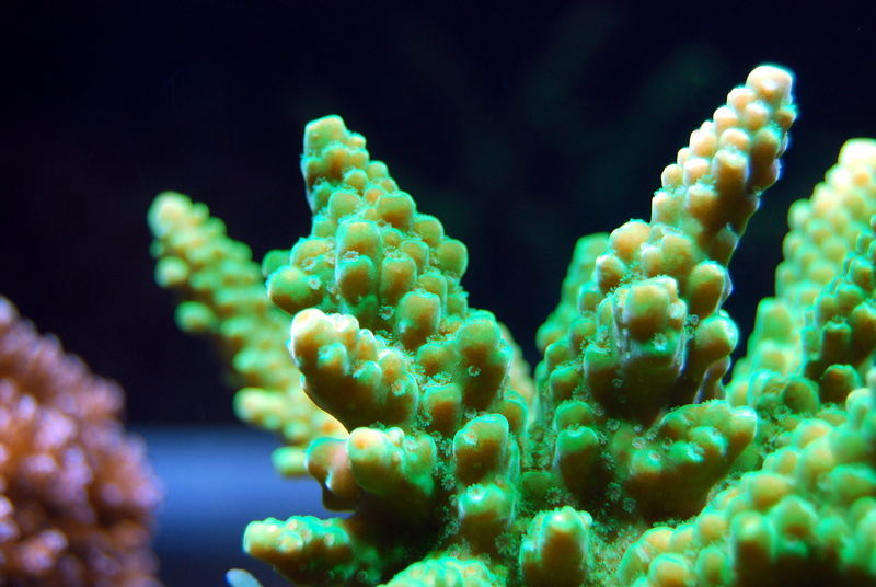 underwater, coral, sea, invertebrate, marine, aqua, ocean, water, 4K, animal themes, undersea, indoors, nature, animal, biology, no people, black background