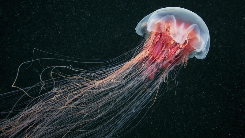 nature, sea jelly, macro photography, animal themes, underwater, 1080P, underwater photography, marine, animal wildlife, animal, black background, outdoors