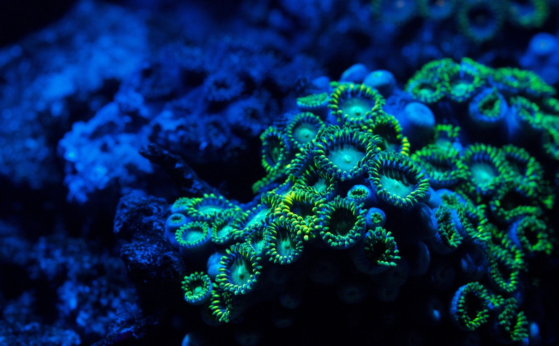 undersea, Zoanthids, animal wildlife, Blue, corrals, Underwater, no people, water, ecosystem, invertebrate, fish, beauty in nature, yellow, animals in the wild