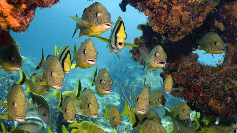 water, animal, coral reef fish, ecosystem, coral, animal wildlife, nature, fish, marine biology, animals in the wild, tropical fish, fishes, undersea, no people