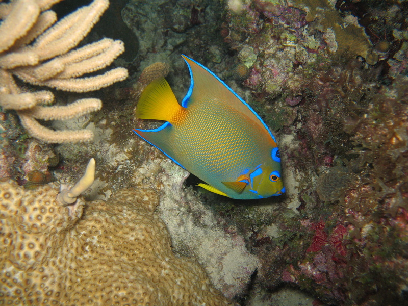 animal themes, animal wildlife, marine, angel, nature, water, coral, under water, diving, underwater, reef, swimming, vertebrate, fishes, ecosystem, invertebrate