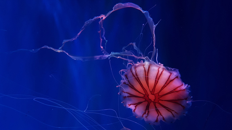 marine invertebrates, 4K, marine biology, medusa, underwater, jellyfish