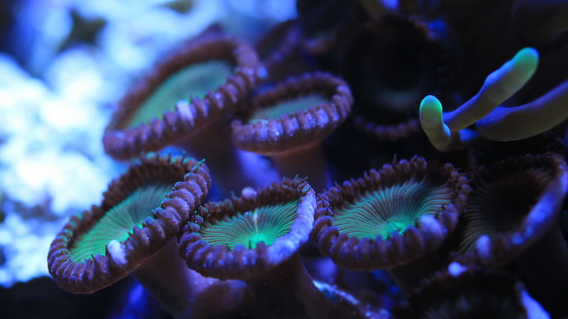 marine, sea life, animal wildlife, 2K, human hand, animals in the wild, sea anemone, water tank, human body part, saltwater fish, aquarium, tank, sea
