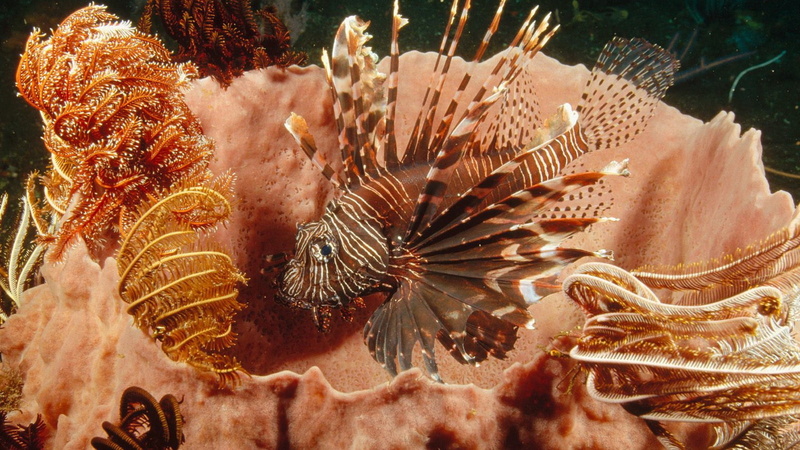 underwater, two, sea, invertebrate, sea life, ceramic, undersea, vertebrate, 1080P, nature, swimming, coral, no people, animal themes, animal wildlife