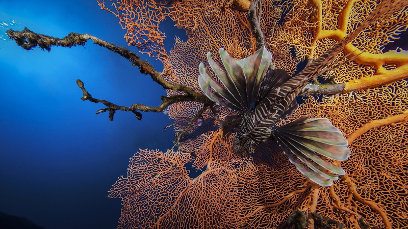animal themes, water, plant, day, tree, beauty in nature, coral, underwater, lionfish, animal wildlife, brown, outdoors, sea, marine, close-up, fish, gray