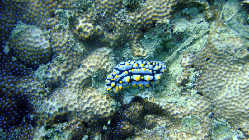 animal themes, aquatic, animal, beauty in nature, coral, life, nature, animal markings, animals in the wild, underwater, ecosystem, close-up, creature