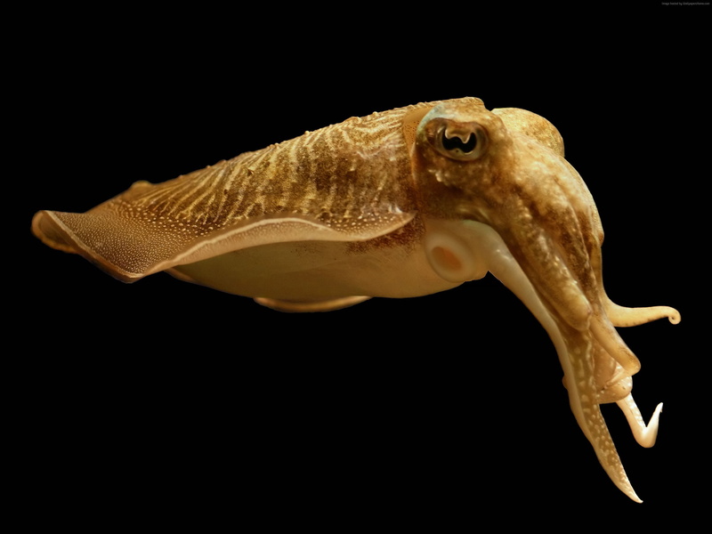 deep sea creatures, 2K, Sepia latimanus, Cuttlefish, broadclub cuttlefish, skin color