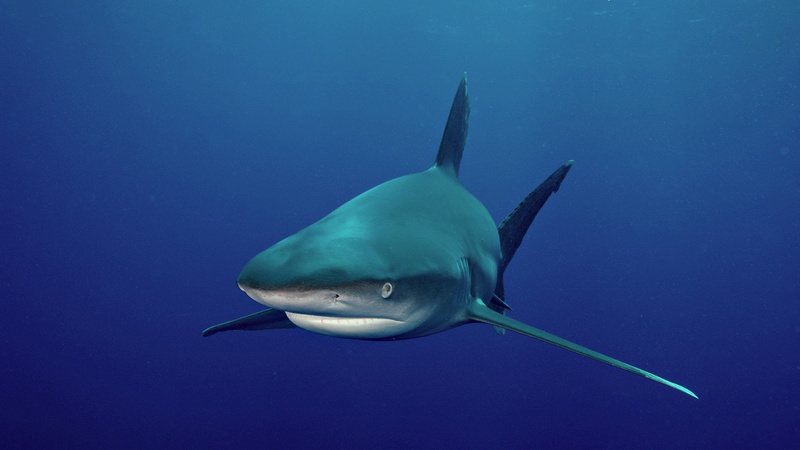 animal themes, vertebrate, swimming, underwater, animals, shark, undersea, water, animal wildlife, sea life, one animal, marine, saltwater fish, blue, ominous