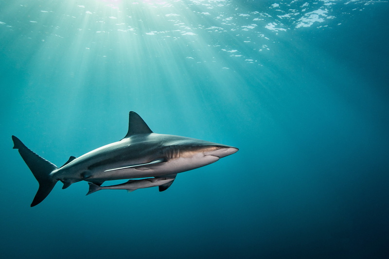 blue, swimming, saltwater fish, nature, fish, 4K, animals in the wild, marine, one animal, undersea, sunlight, sunbeam, vertebrate, underwater, 4k, sea