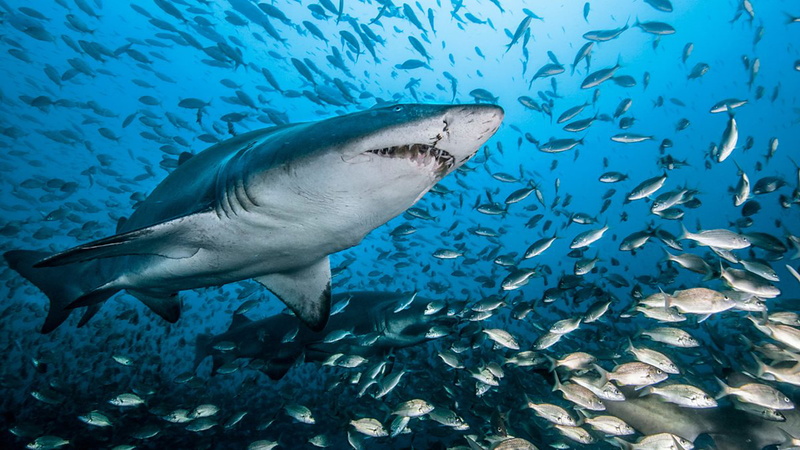 sea life, animal, animal themes, beautiful, swimming, 4K, large group of animals, ocean, world, animal wildlife, marine, hd, laptop, group of animals