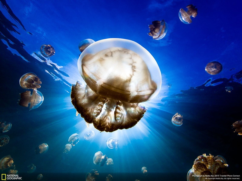 animal, sea, blue, water, invertebrate, aquarium, landscape, sky, clouds, jellyfish, animal themes, outdoors, saltwater fish, animals in the wild, tank