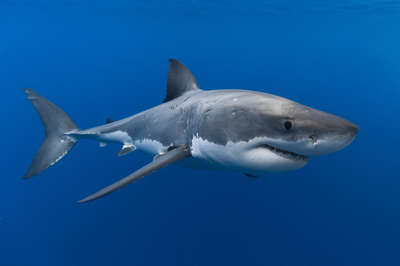 shark 4k windows hd   download, animal wildlife, no people, fish, survival, one animal, swimming, underwater diving, saltwater fish, animals in the wild
