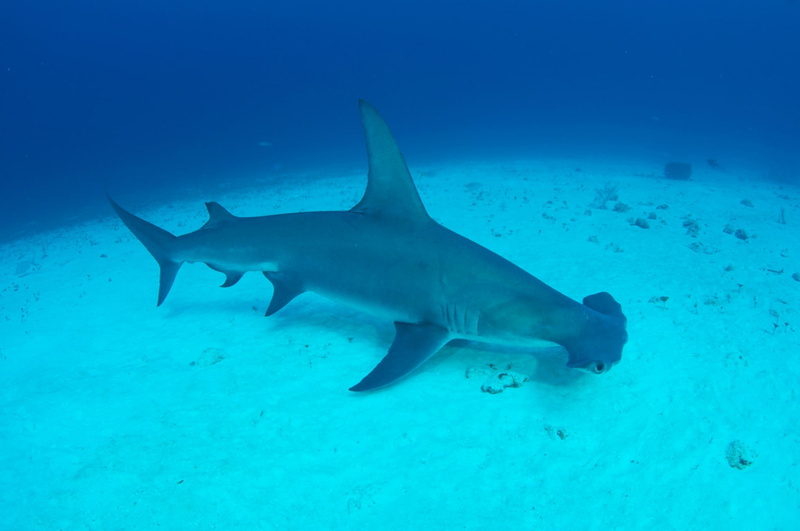 animals hunting, swimming, animal themes, blue, marine, vertebrate, undersea, shark backgrounds images, sea, fish, sign, nature, one animal, warning sign
