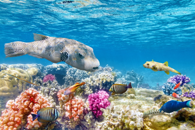 tropical, group of animals, fish, vacations, maldives, deep, animal, below, reef, marine, wildlife, seychelles, undersea, animal themes, animals In The Wild