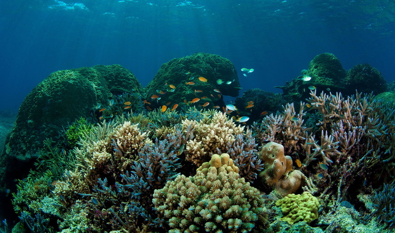 no people, indonesia, reef, animals in the wild, animal wildlife, vertebrate, 1080P, animal themes, beauty in nature, nature, invertebrate, wildlife, group of animals