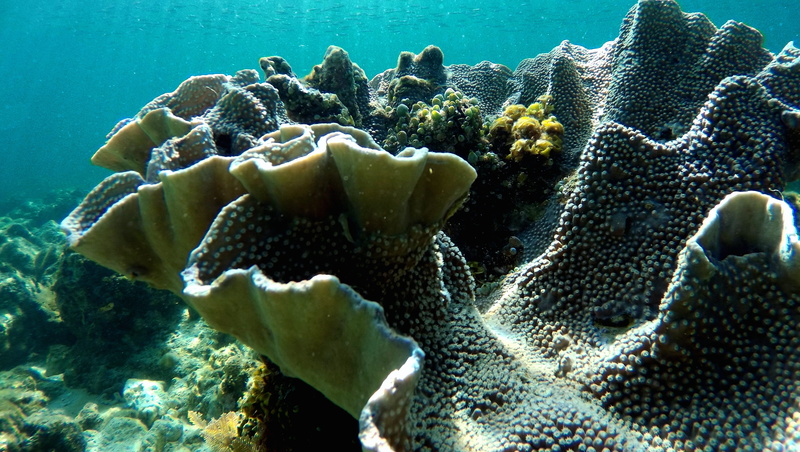 Sea, maldives, animal wildlife, Ocean, sea Life, vertebrate, tropical Climate, immersion, Coral, transparency, underwater, fish, holiday, invertebrate