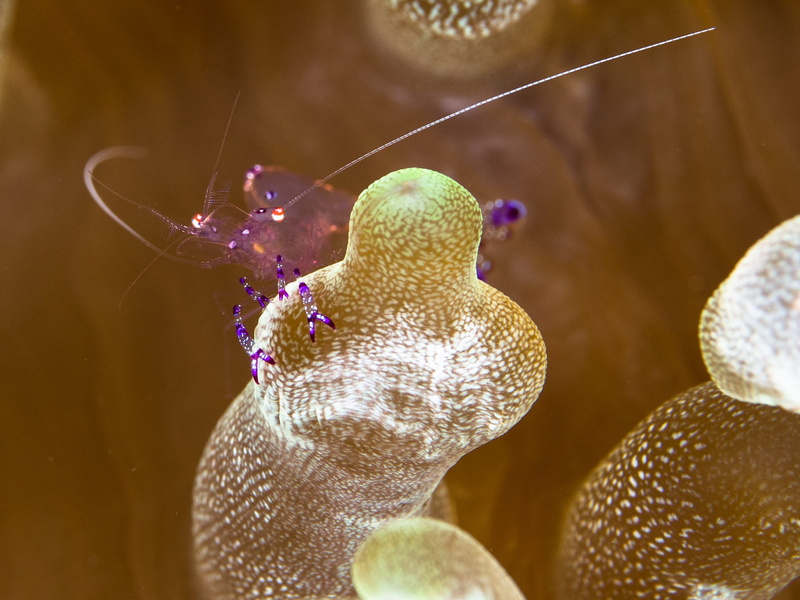 people, 2K, one animal, sea, bubble coral, toy, body part, hand, scuba, photography, representation, macro, focus on foreground, close-up, creature, coral