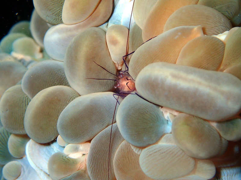 invertebrate, undersea, aquatic, animal themes, animals in the wild, bunaken, shell, scuba, outdoors, indonesia, close-up, ecosystem, nature, natural, reef