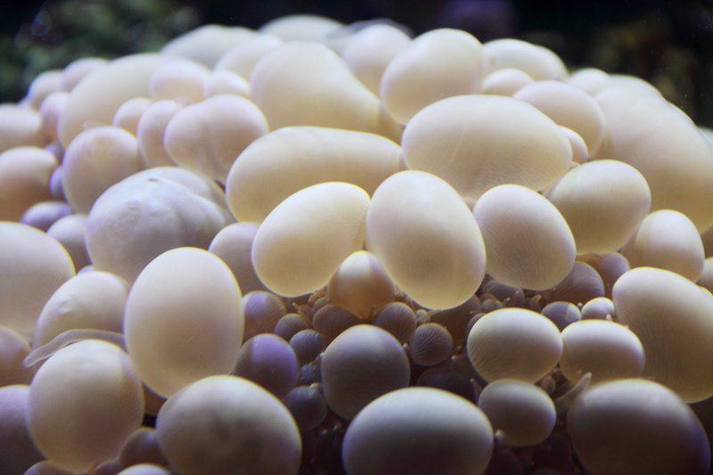 animal, animal egg, water, focus on foreground, large group of objects, marine, day, agriculture, bunch, beauty in nature, freshness, white color, healthy eating