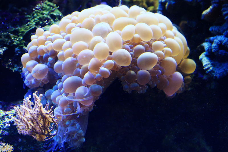 animal themes, animal, animal wildlife, 4K, underwater, animals in the wild, ecosystem, water, one animal, aquatic, blue sea, underneath, zoology, sea life