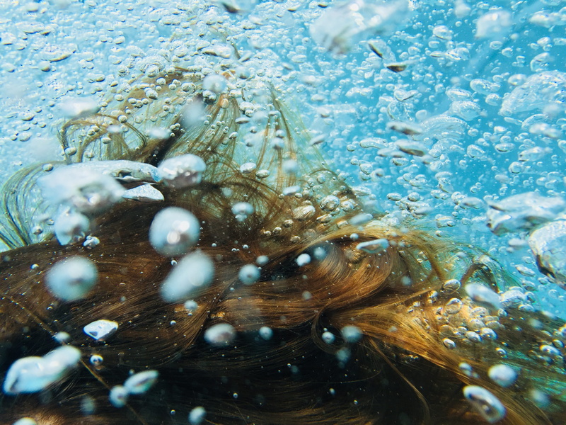 one animal, ocean, black, clam, outdoors, aquatic, animal themes, animals in the wild, underwater, invertebrate, close-up, reef, seashell, sea, animal