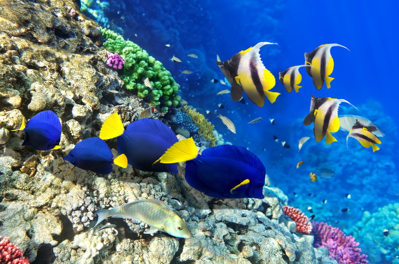 reef, tropical Fish, corals, tropical Climate, ecosystem, ship, nature, large group of animals, beauty In Nature, animal, under water, 8K, animal themes