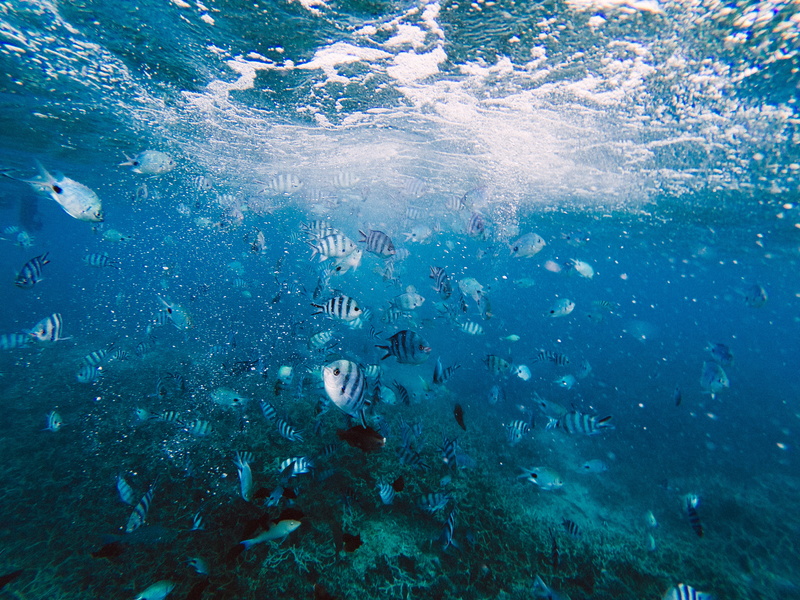 nature, gray, group of animals, school of fish, animal, vertebrate, reef, blue, coral reef, animal themes, undersea, marine, daytime, animals in the wild