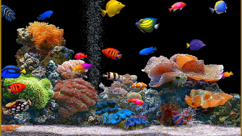 aquarium, 1920x1080, colorful tropical fish, Animal, 1080P, fish, colorful aquarium fish
