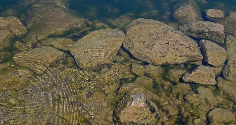 day, land, marine, animal, water, outdoors, nature, rock, waters edge, animal wildlife, ripples, undersea, shallow, beauty in nature, full frame, no people