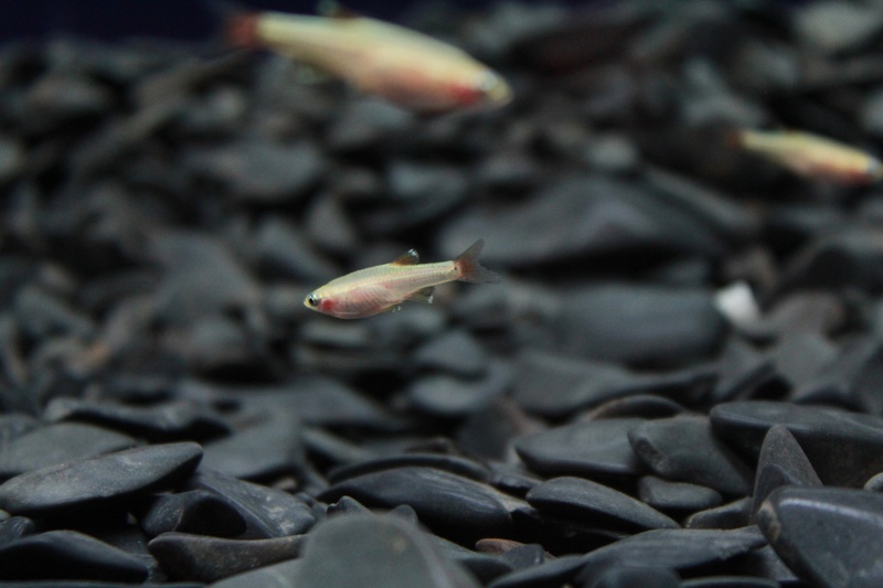 tiny, animals in the wild, fish tank, plant part, marine, animal, selective focus, growth, plant, nature, no people, water, 2K, animal wildlife, animal themes