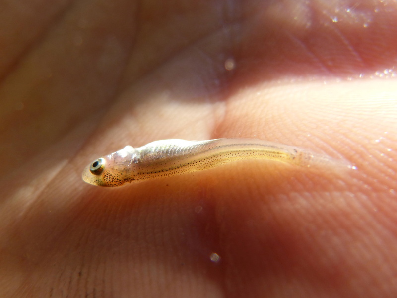 eye, hand, human hand, water, one animal, tiny, vertebrate, alevín, reptile, snake, 2K, river, small, fish, nature, marine, animal eye, animal wildlife