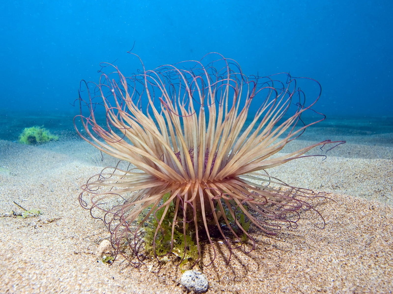 plant, bottom, underwater world, underwater, blue, undersea, short moustaches, multi Colored, animal wildlife, poisonous, animals in the wild, scuba Diving