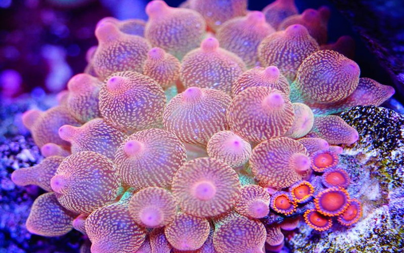 ecosystem, underwater, natural pattern, entacmaea, actiniidae, people, quadricolor, animal themes, animal, called, anemone, nature, animal wildlife, marine