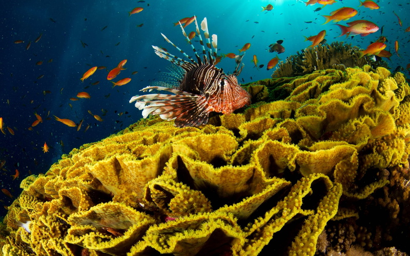 soft Coral, blue, swimming Animal, indonesia, tropical Climate, no people, aquatic, fish, water, group of animals, animal themes, coral, vertebrate, animals in the wild