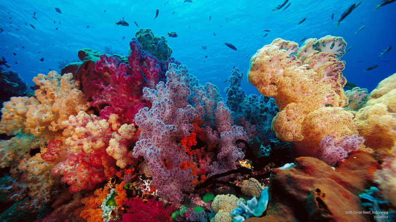 indonesia, Ocean Life, coral, 2K, soft, reef