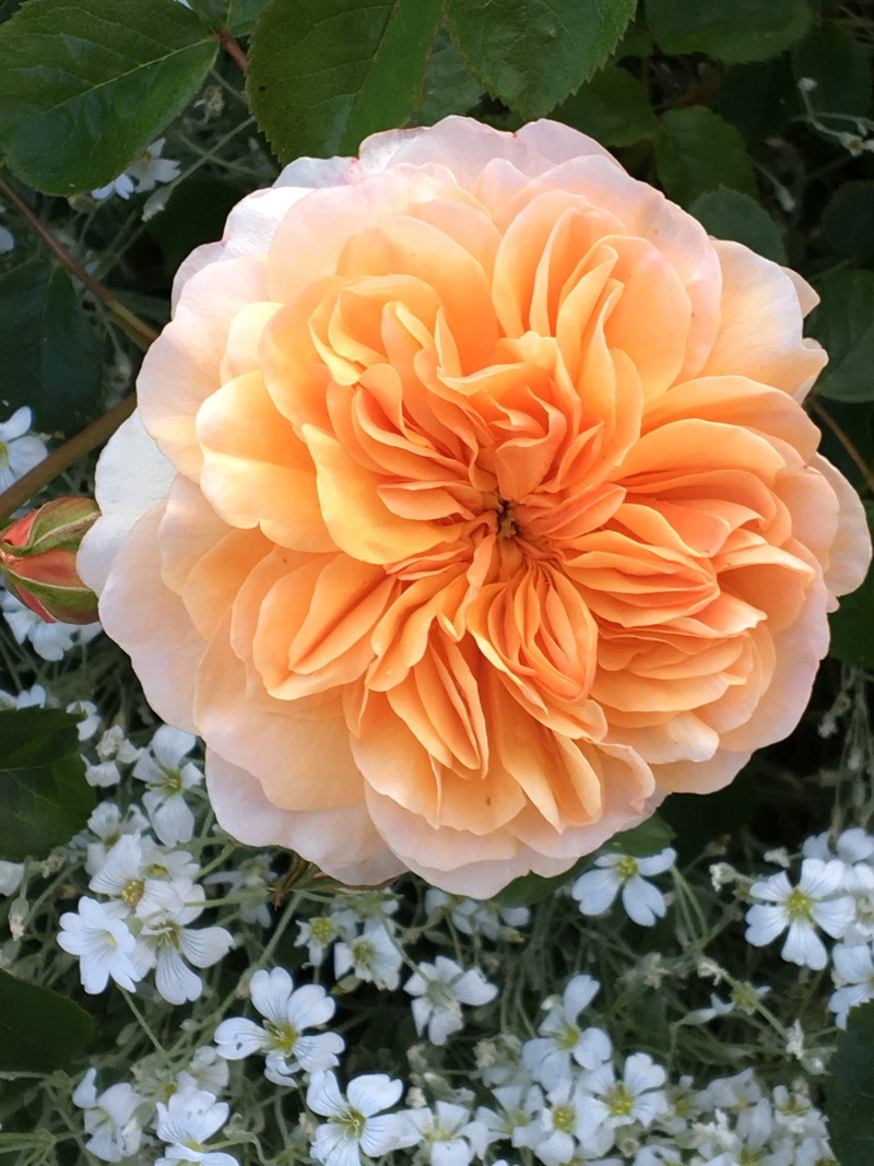 orange color, outdoors, garden, softness, focus on foreground, close-up, day, summer, beauty in nature, 1080P, coral colored, freshness, inflorescence