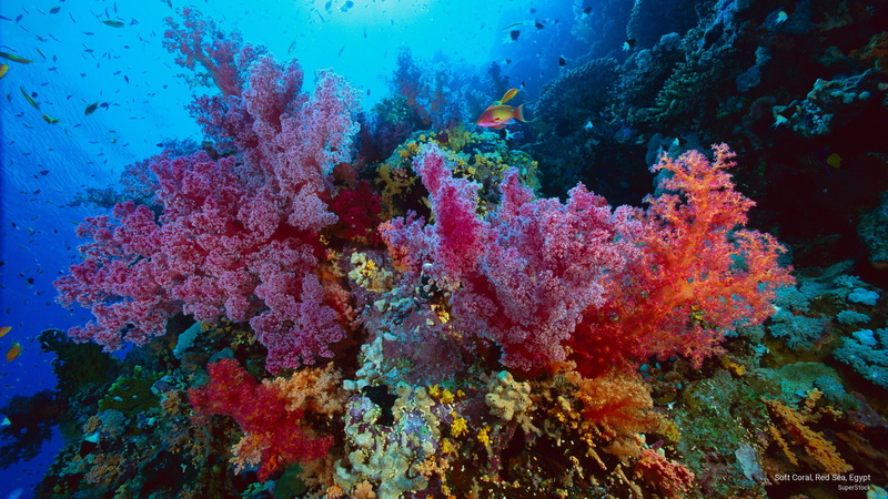 2K, Ocean Life, egypt, coral, red, soft, sea