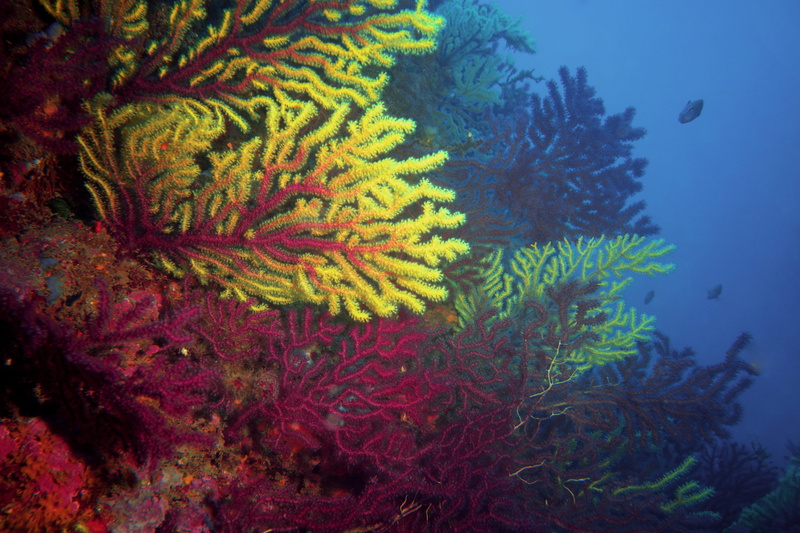 underwater, nature, water, marine, coral, animal wildlife, multi colored, animal themes, beauty in nature, sea, reefs, undersea, animal, animals in the wild