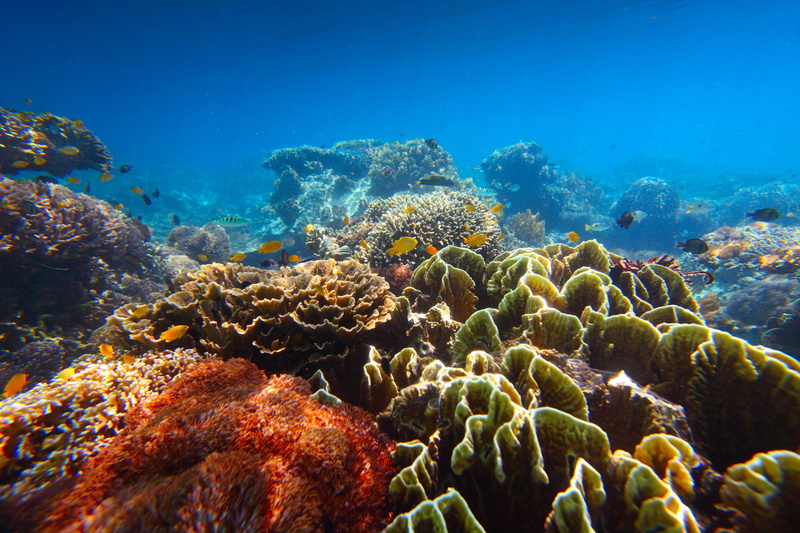 animal wildlife, animal themes, ecosystem, water, nature, soft coral, undersea, multi colored, purity, no people, invertebrate, animals in the wild, underwater