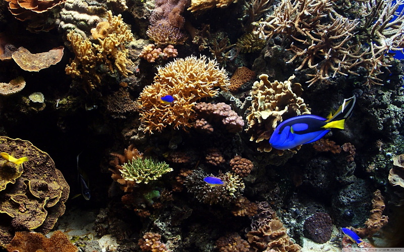 reef, marine, vertebrate, sea, swimming, tropical fish, nature, animals in the wild, sea life, animal themes, no people, animal wildlife, fish, coral, animals