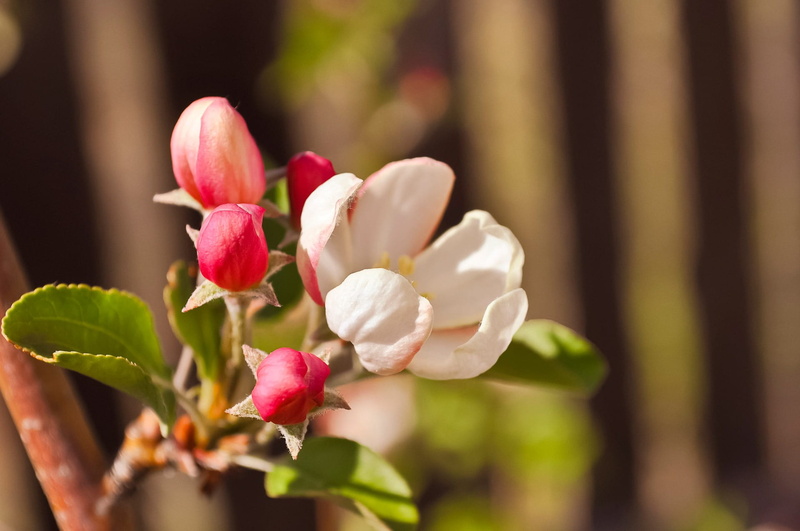 botanical, life, stem, fruit tree, no people, petaled, vegetation, fragility, romantic, day, bud, natural, color, vitality, flora, eco, pollen, ecology