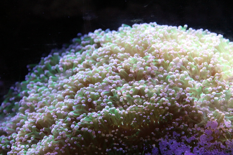undersea, reef, ecosystem, euphyllia paraancora, green, underwater, animal themes, sea life, small, winter, sea anemone, animal, water, aquarium, nature