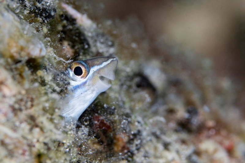 animals, Tanakit Suwanyangyaun, undersea, animal eye, close-up, animal wildlife, nature, sea, animal body part, animal eyes, vertebrate, sea life, one animal